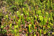 Cobra plants - carnivorous and native to the Siskiyou mountains